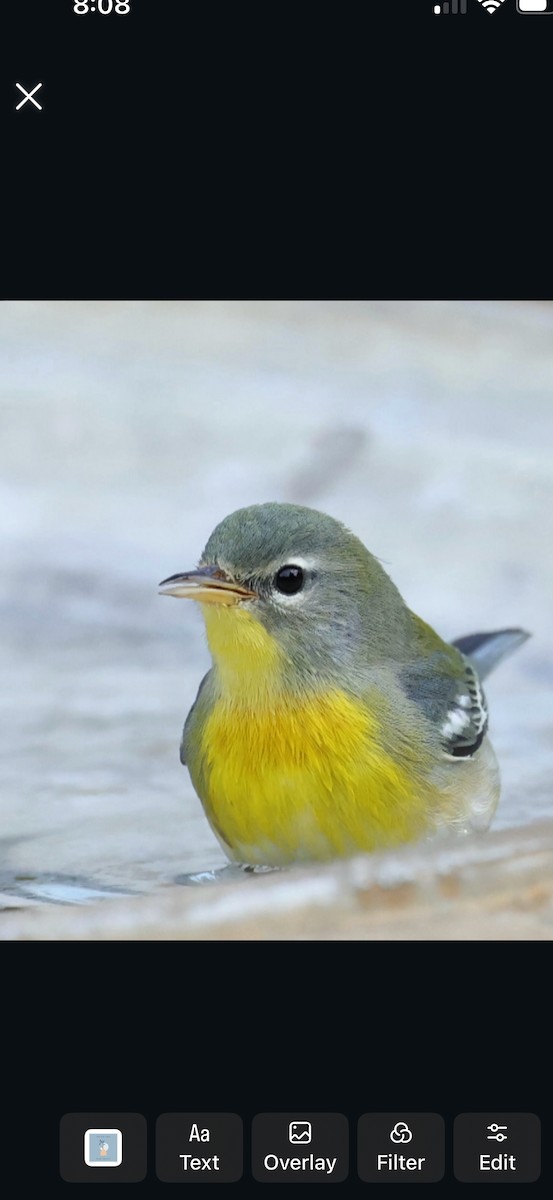 Northern Parula - ML643463729