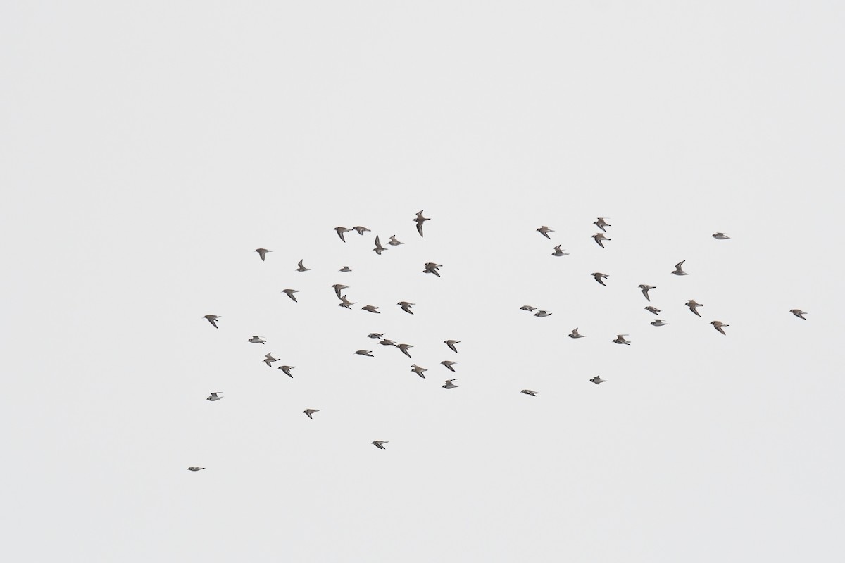 Semipalmated Plover - ML643463730