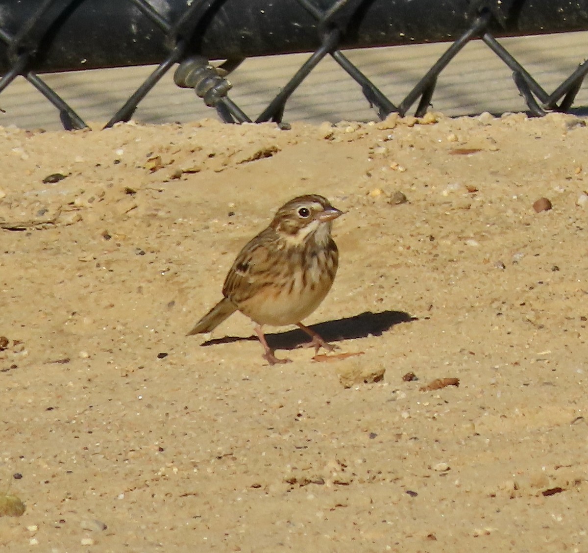 Vesper Sparrow - ML643463731