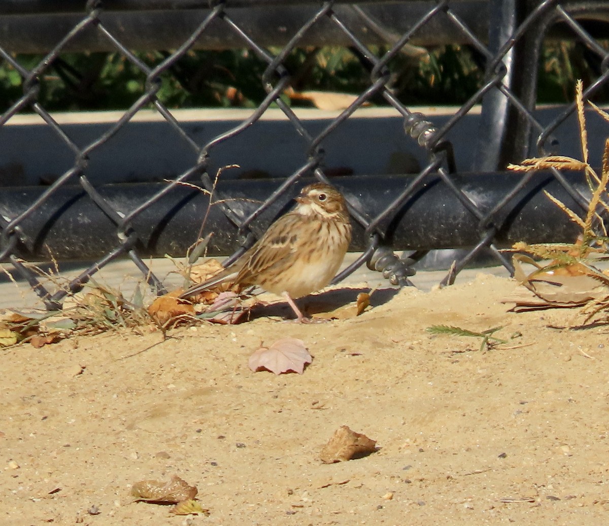 Vesper Sparrow - ML643463732