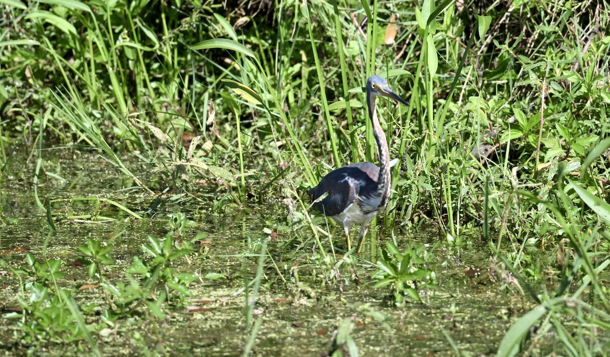 Tricolored Heron - ML643463741