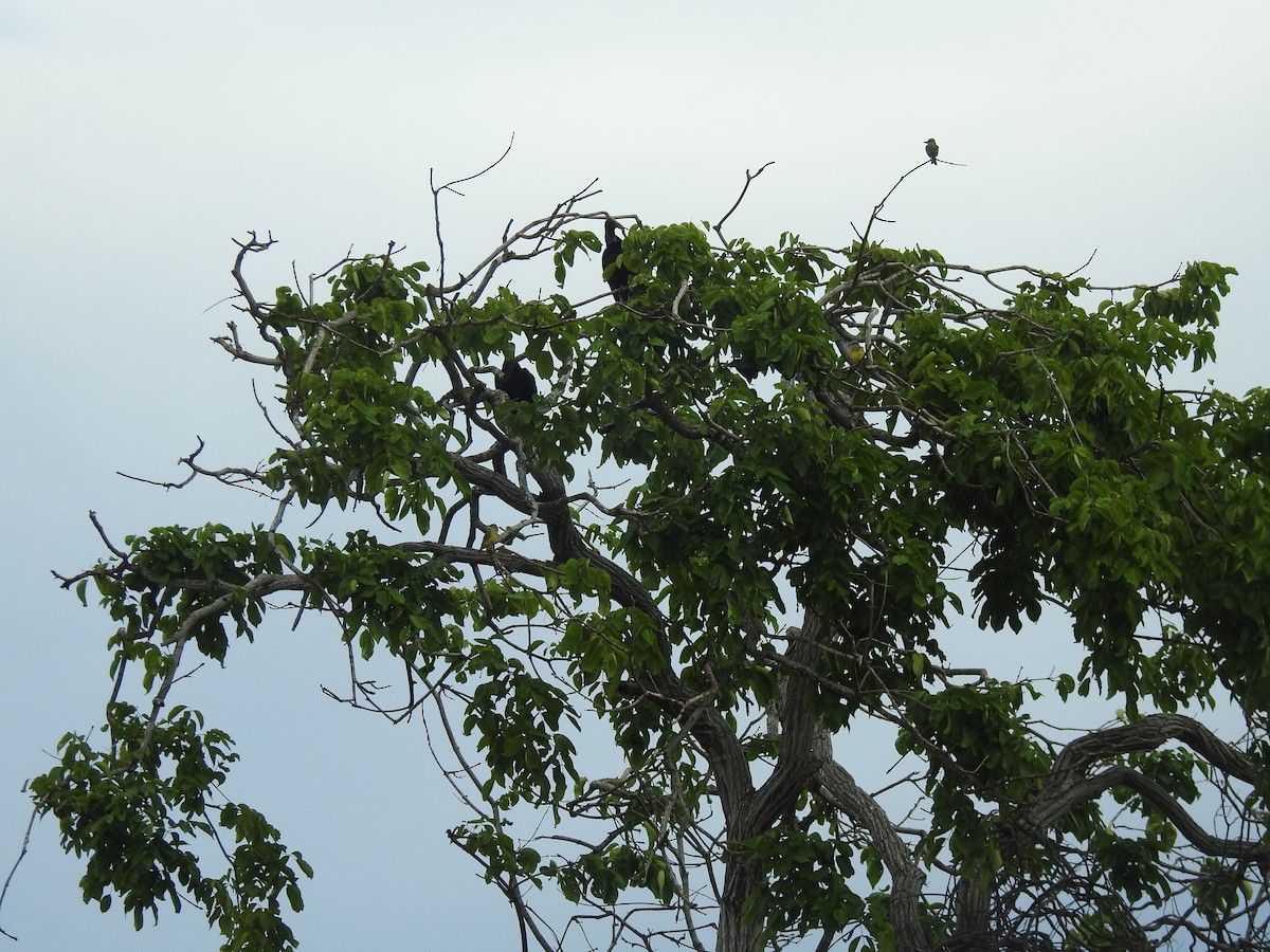 Black Vulture - ML643463742