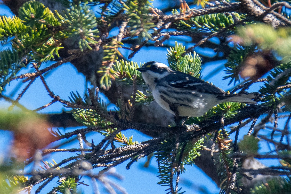 Black-throated Gray Warbler - ML643463751