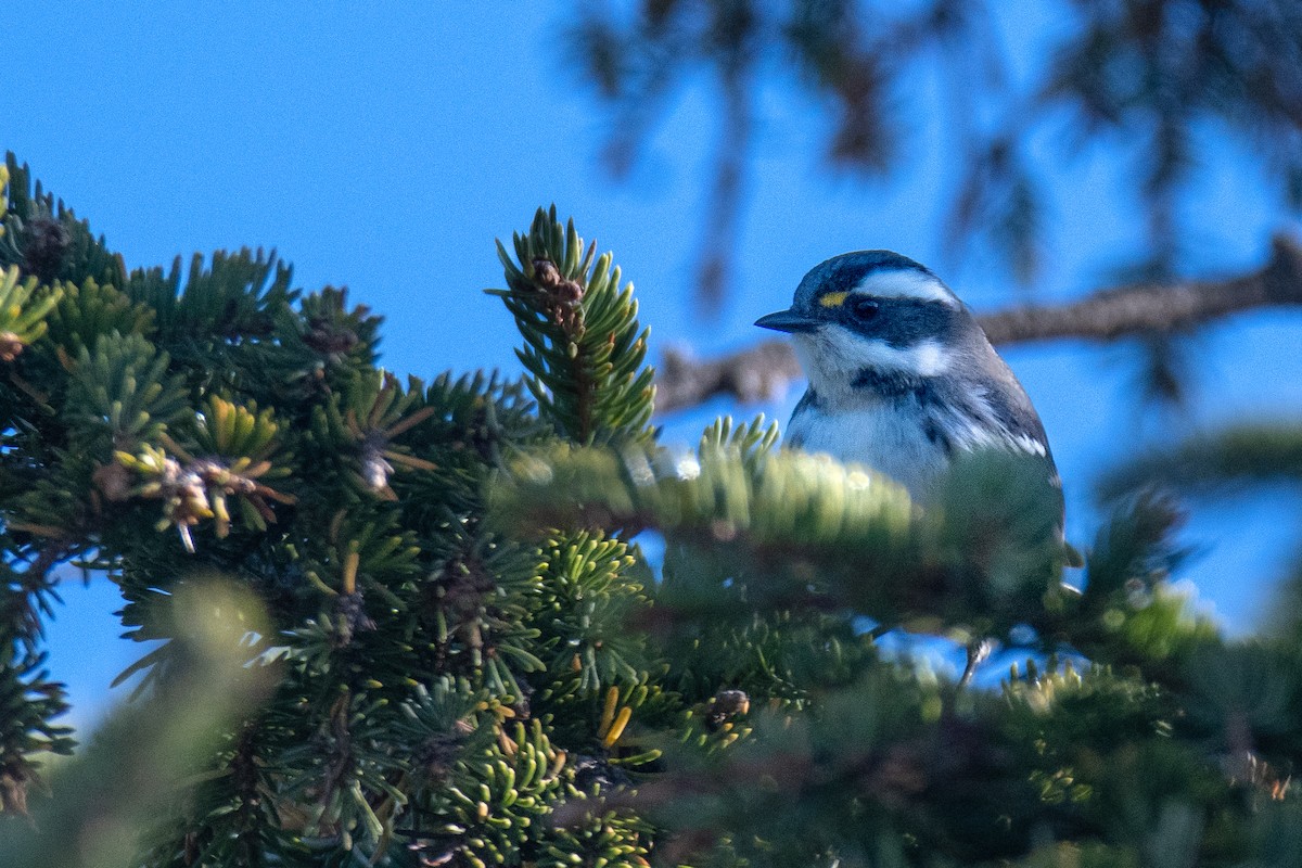 Black-throated Gray Warbler - ML643463752