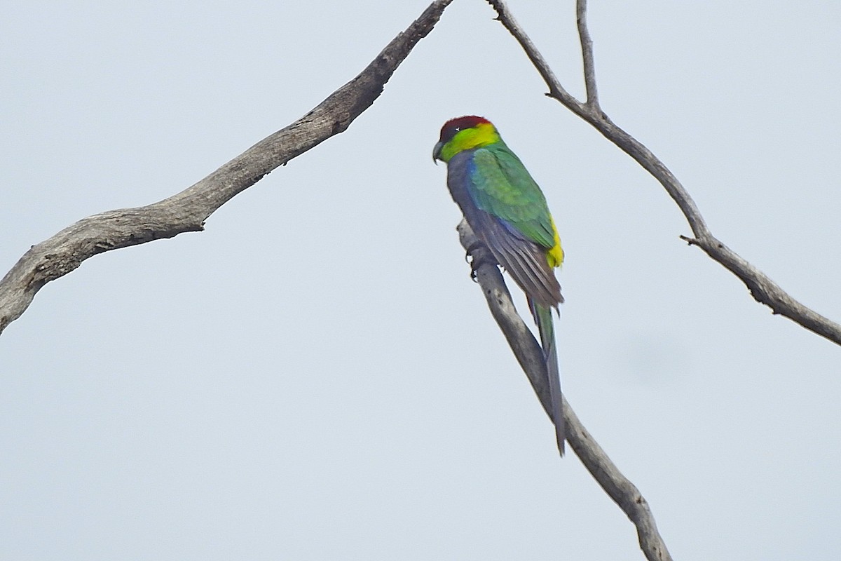 marriparakitt - ML643463755