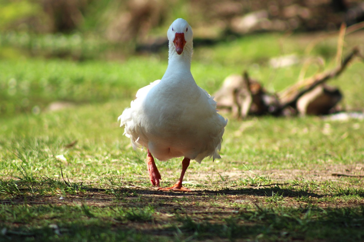 Graylag Goose (Domestic type) - ML643463759
