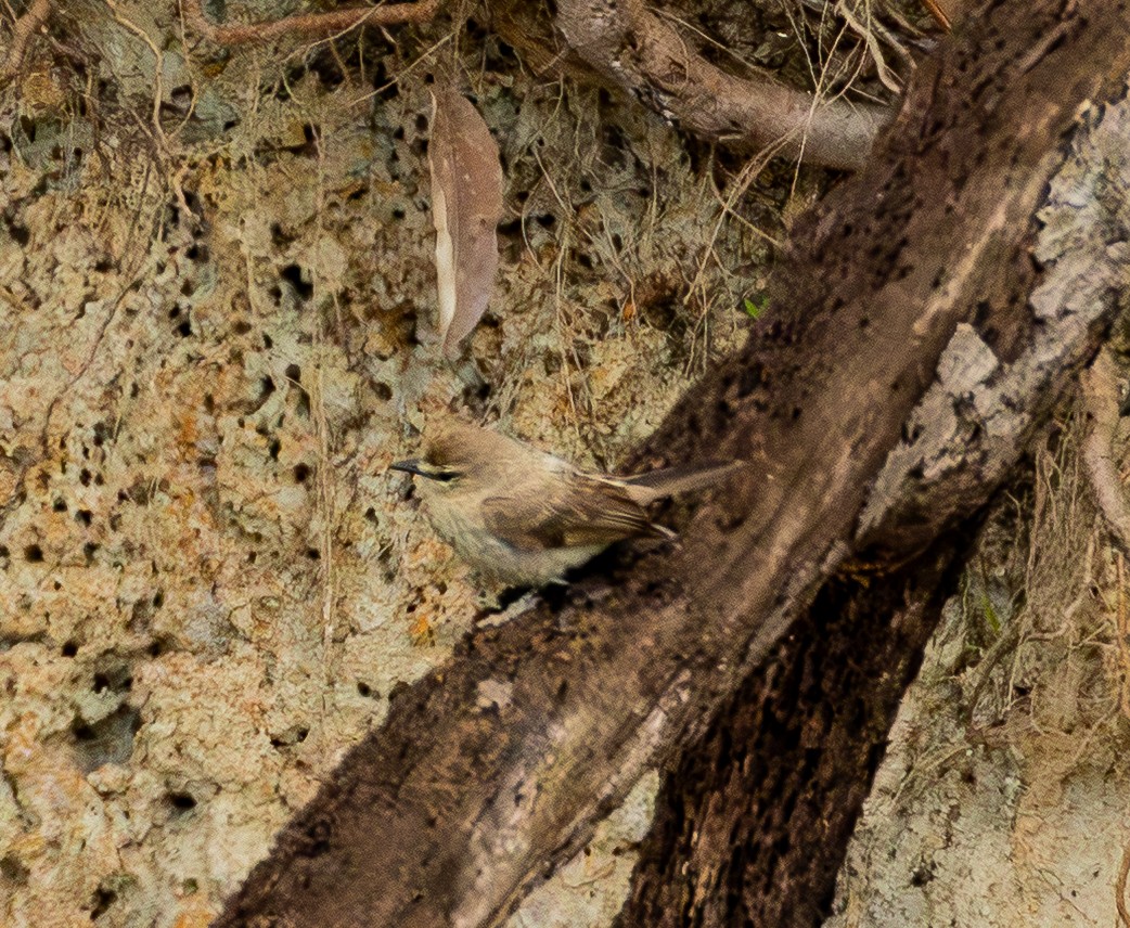 Mosquerito Guardarríos - ML643463761