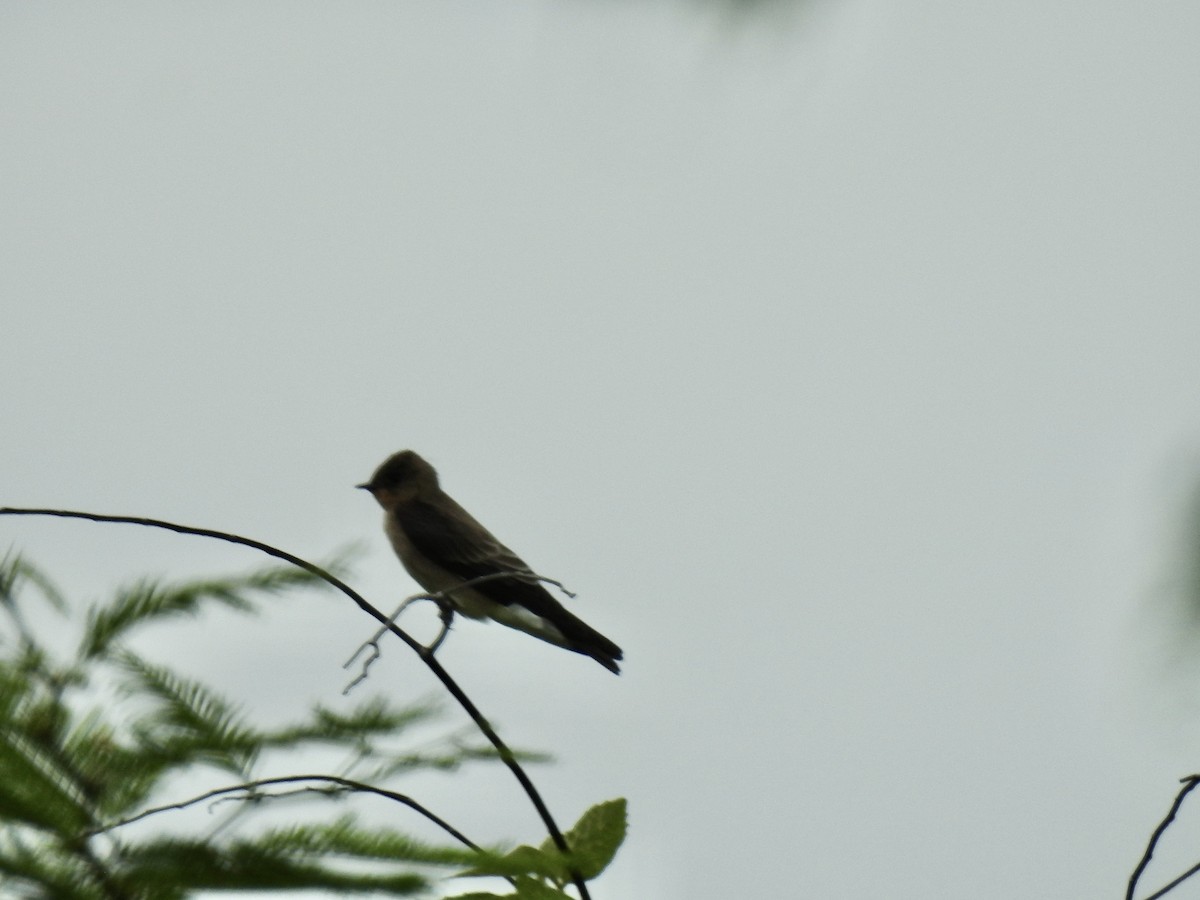 Southern Rough-winged Swallow - ML643463763