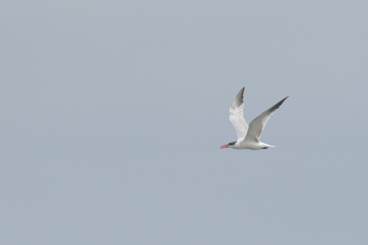 Caspian Tern - ML643463766