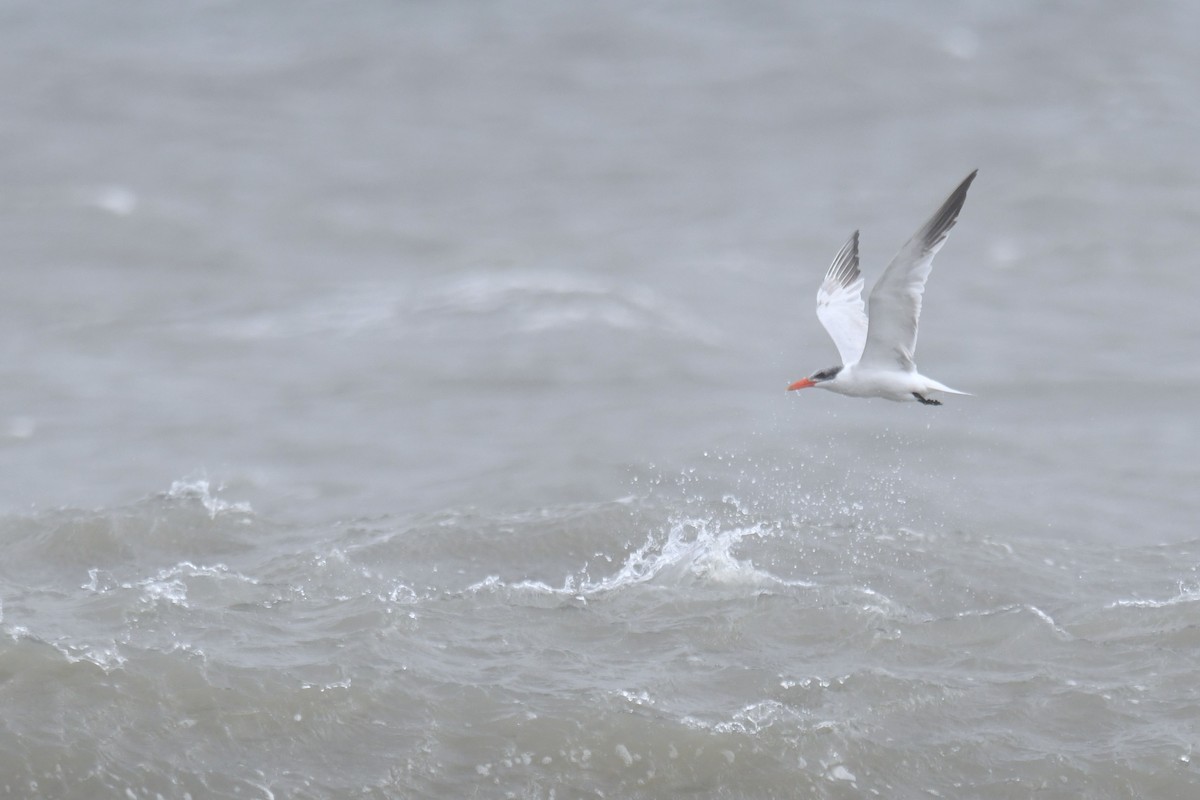 Caspian Tern - ML643463767