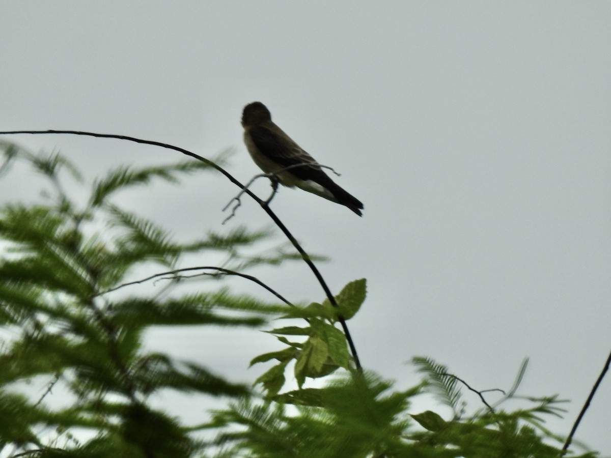 Southern Rough-winged Swallow - ML643463769