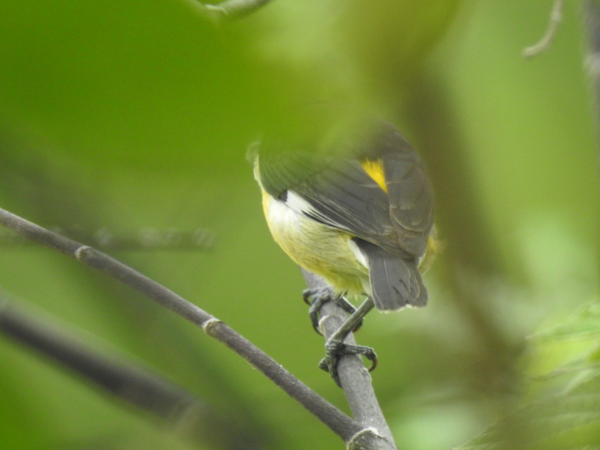 Bananaquit - ML643463777