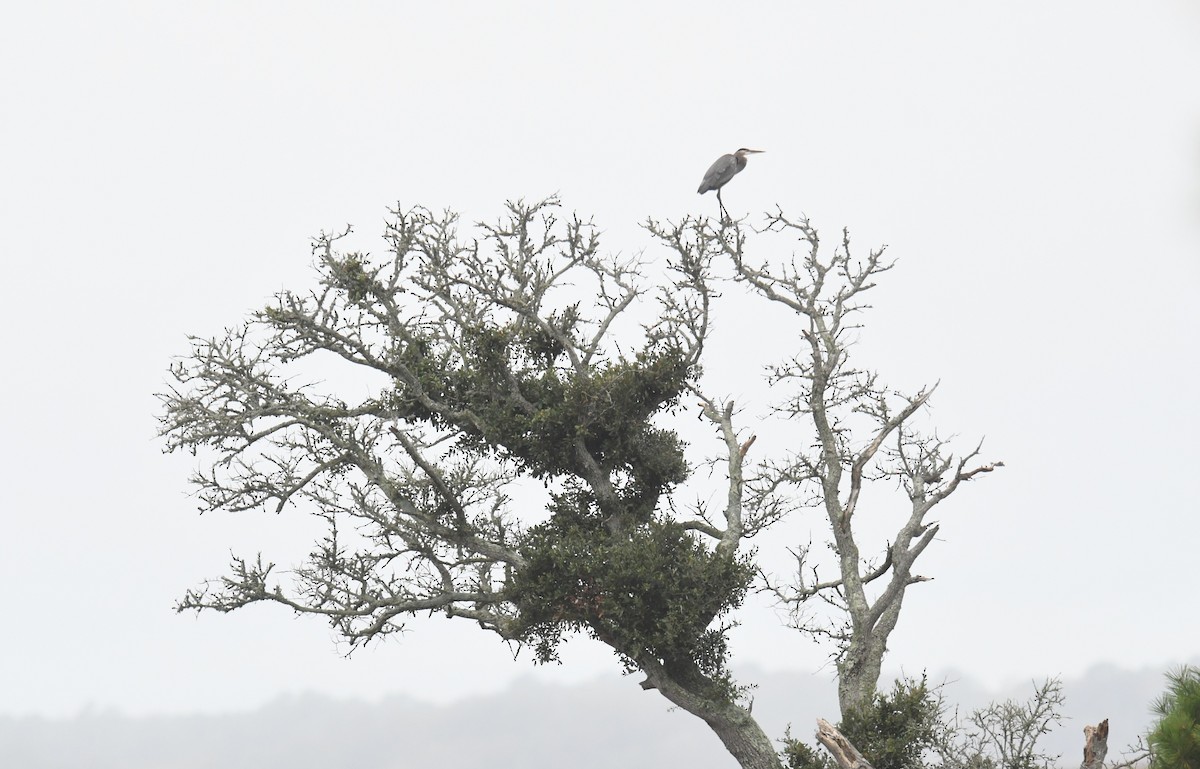 Great Blue Heron - ML643463778
