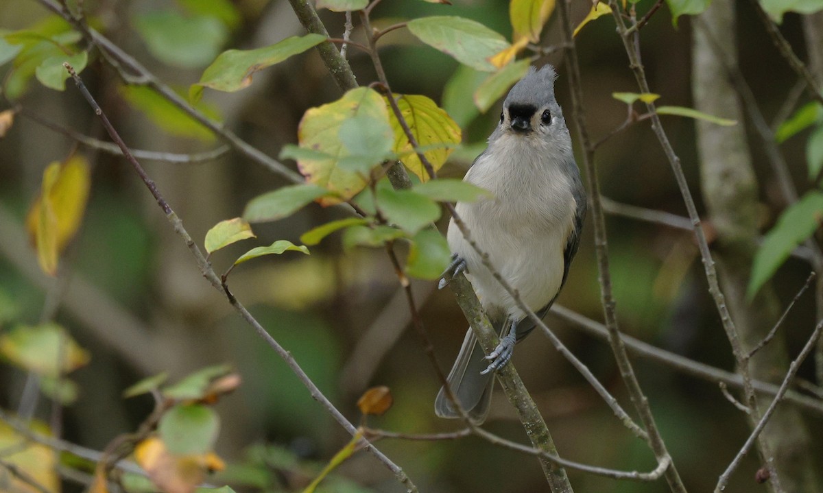 Tufted Titmouse - ML643463782