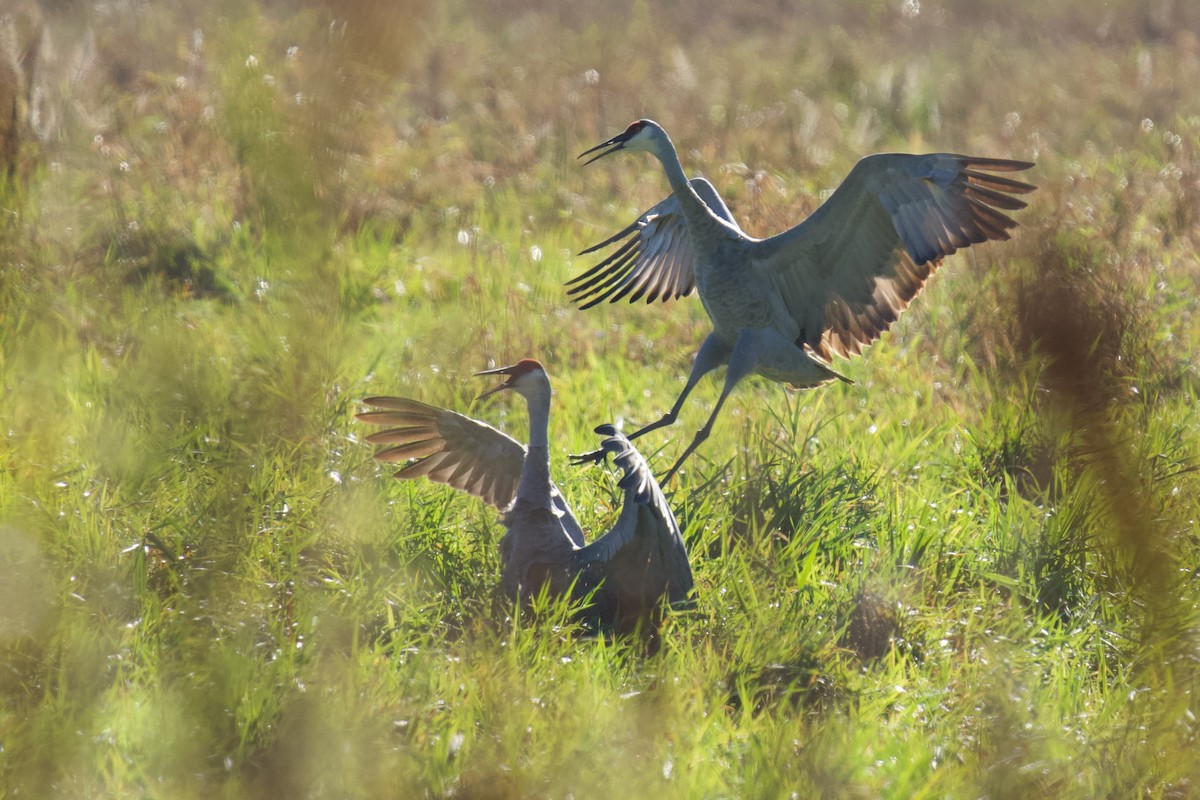 Sandhill Crane - ML643463786