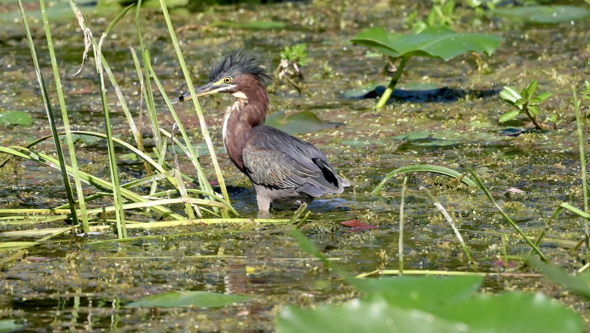 Green Heron - ML643463787