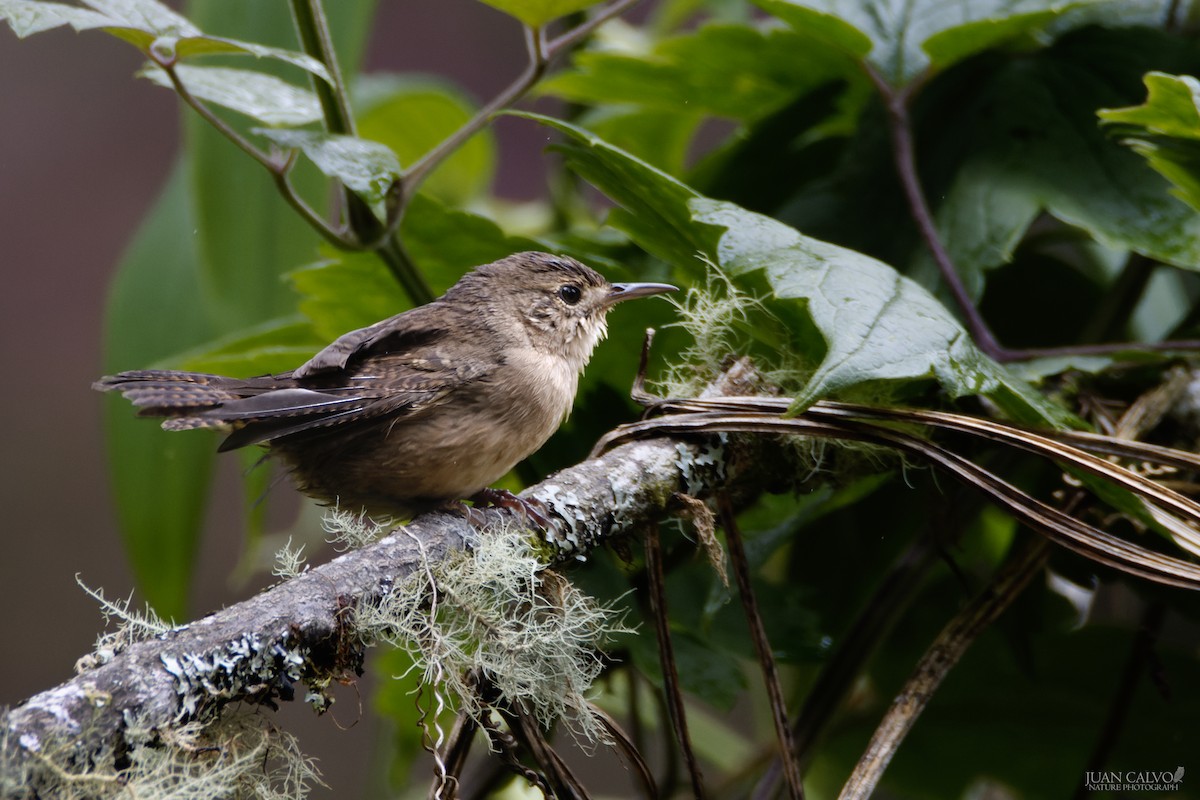 Southern House Wren - ML643463791