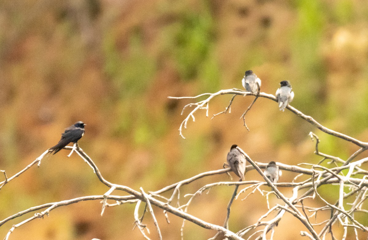 White-banded Swallow - ML643463794