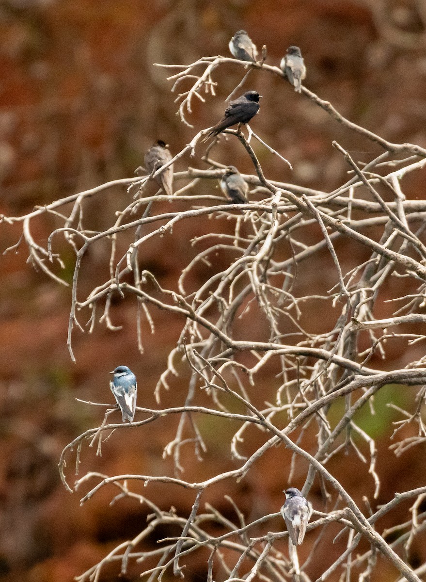 White-banded Swallow - ML643463795