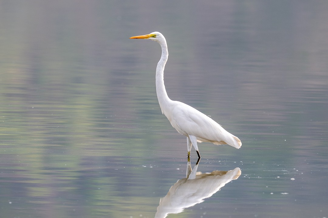 Great Egret (modesta) - ML643463796