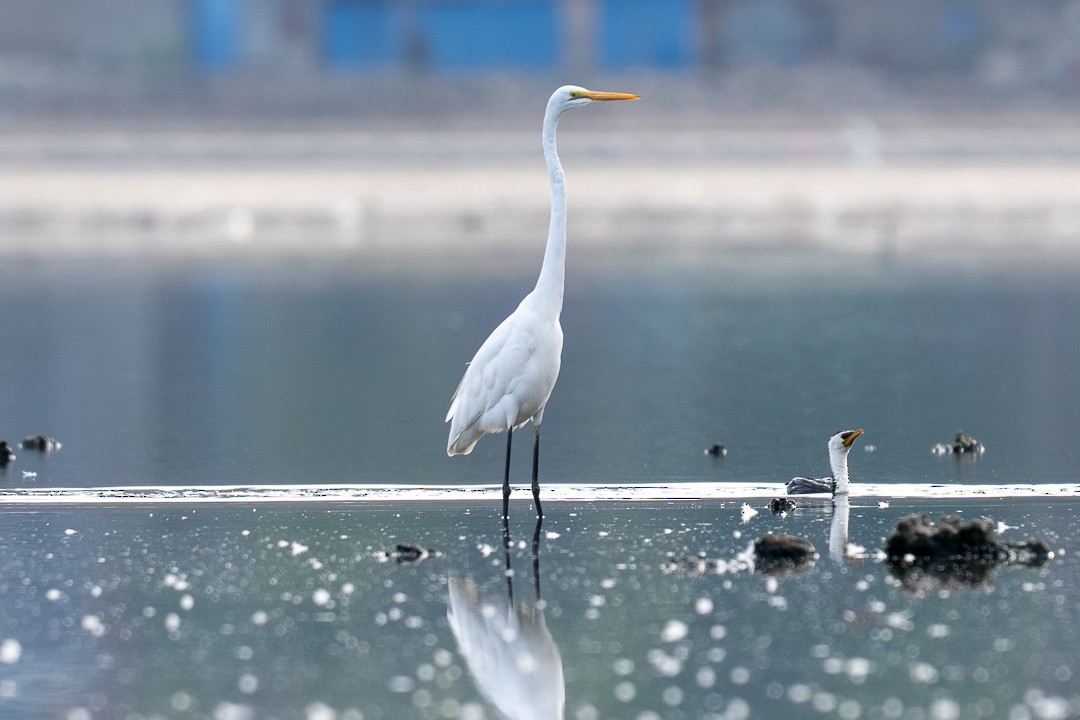 Great Egret (modesta) - ML643463797