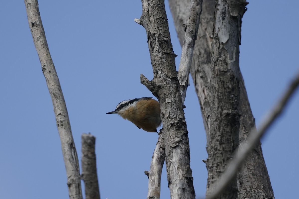 Red-breasted Nuthatch - ML643463800
