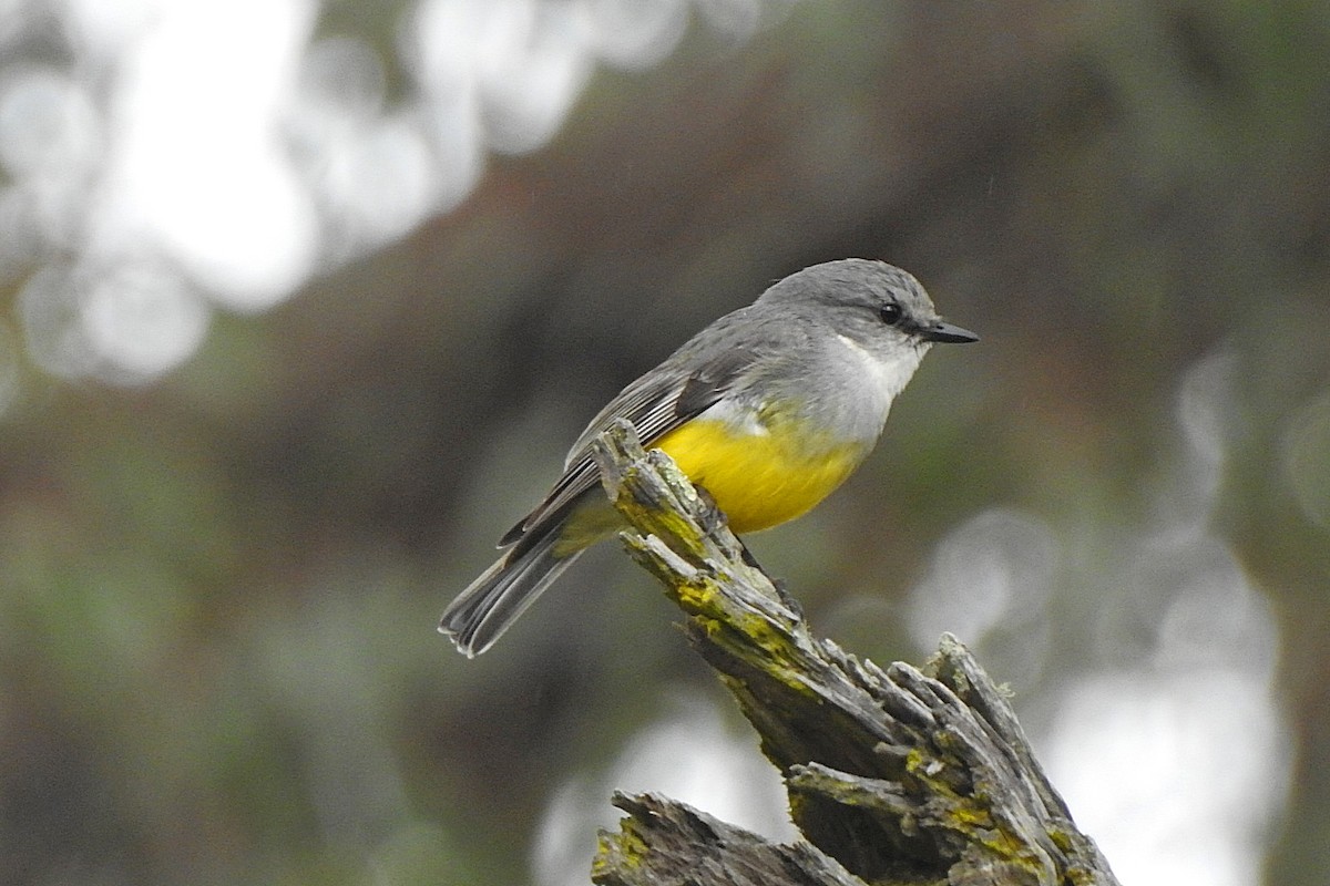Western Yellow Robin - ML643463802