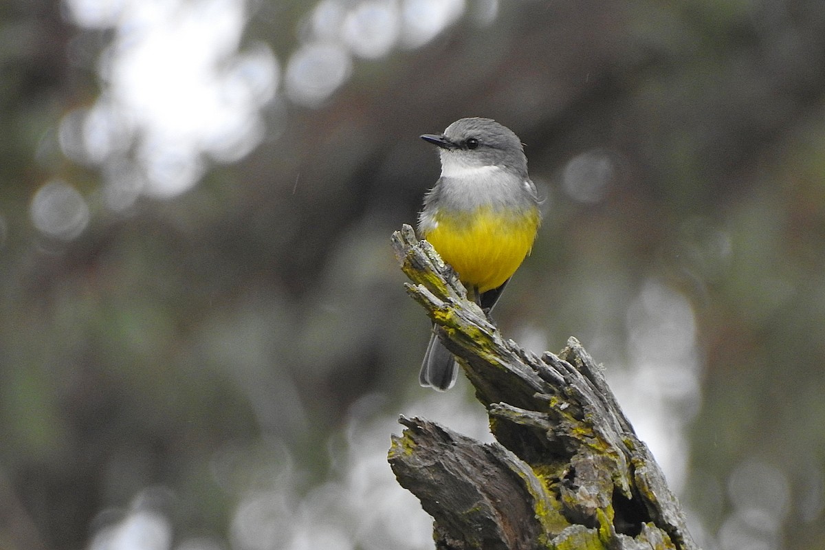 Western Yellow Robin - ML643463803
