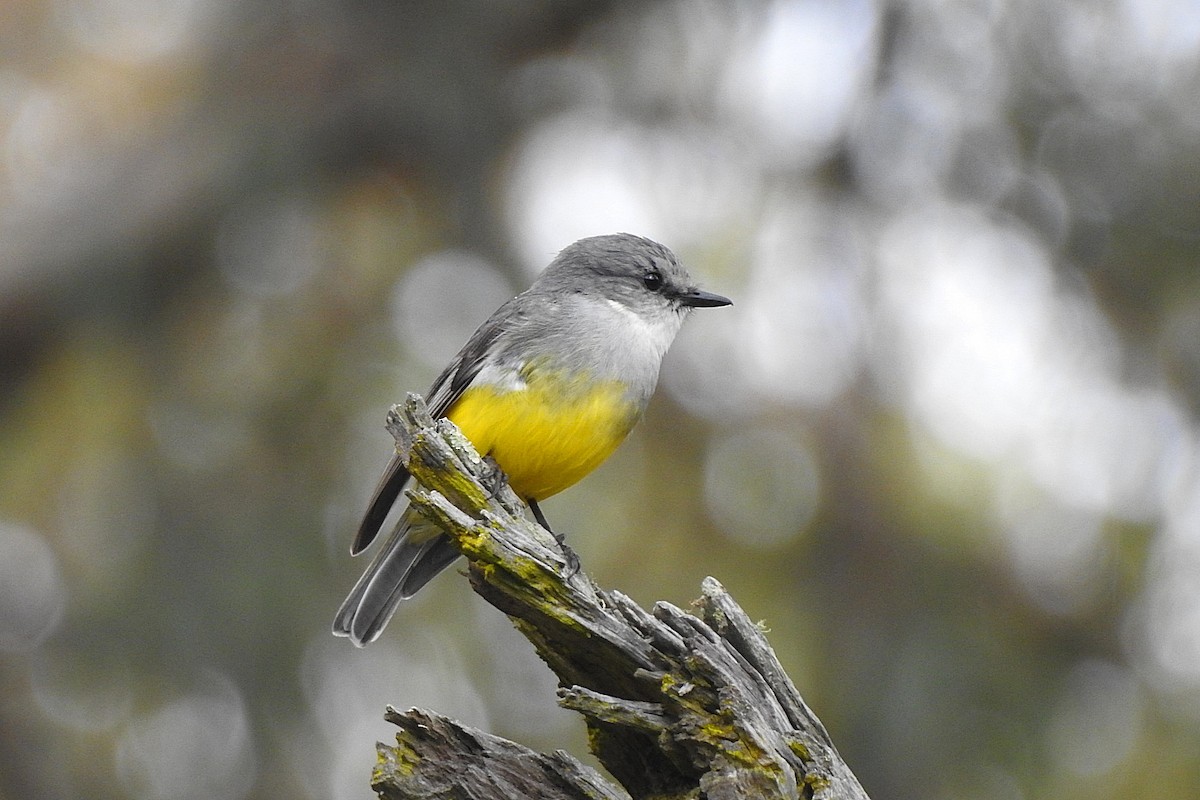 Western Yellow Robin - ML643463804