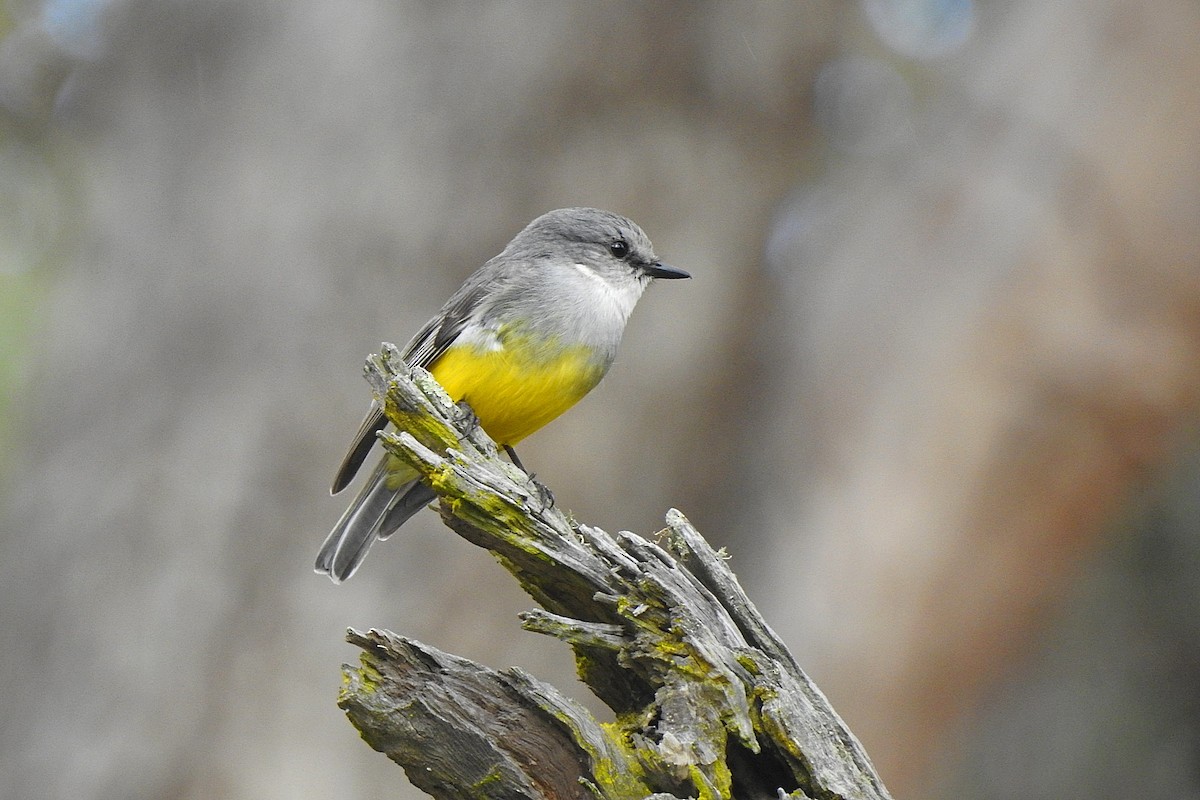 Western Yellow Robin - ML643463805