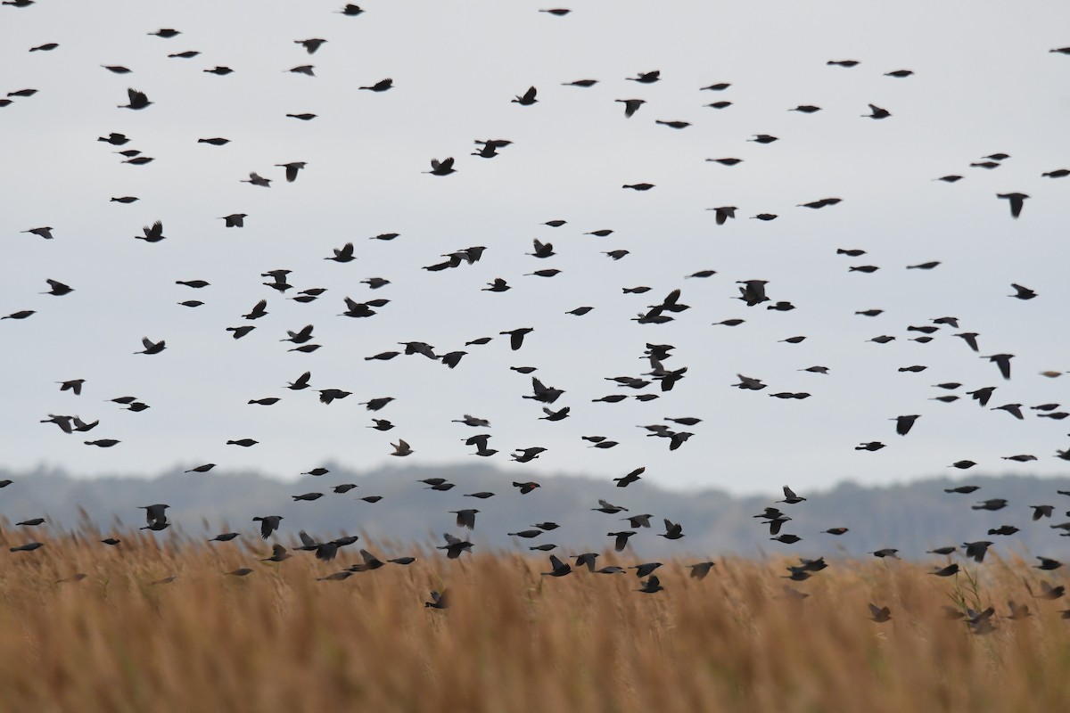 Common Grackle - ML643463807