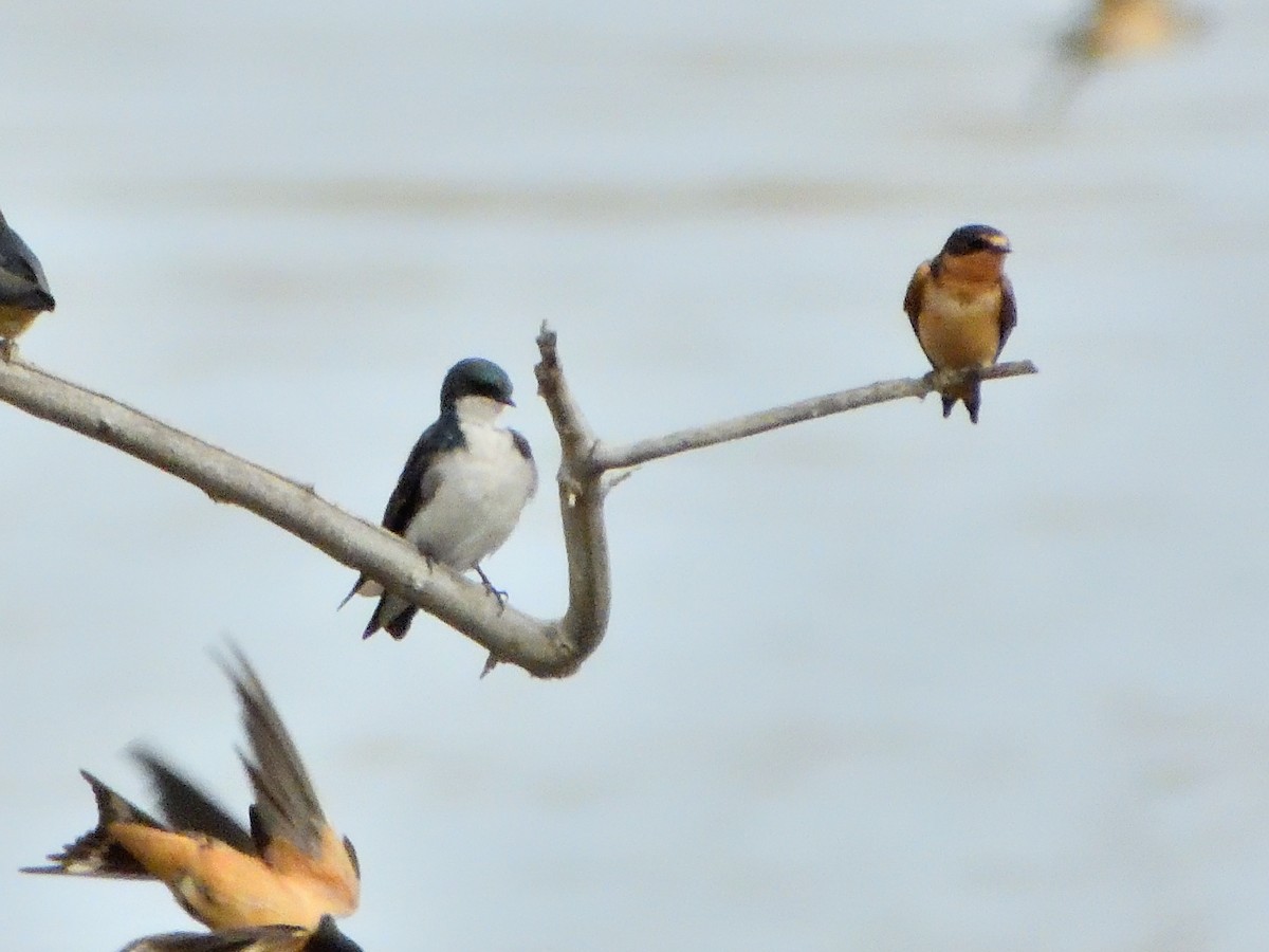 Tree Swallow - ML643463808