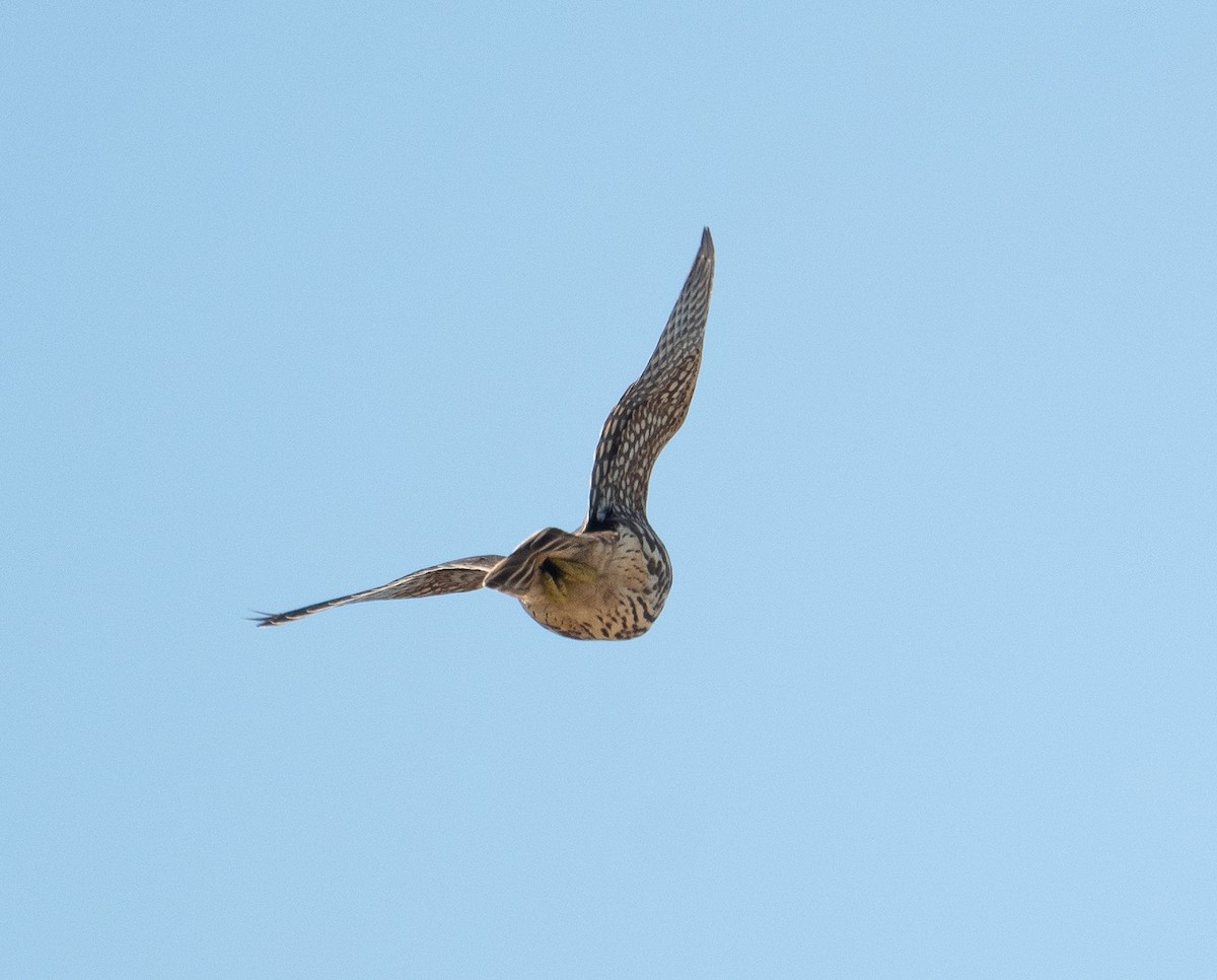 コチョウゲンボウ - ML643463811