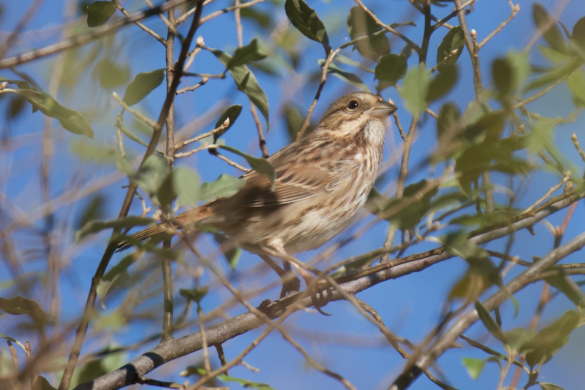 Song Sparrow - ML643463819