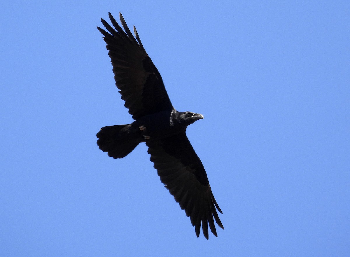 Common Raven - ML643463822