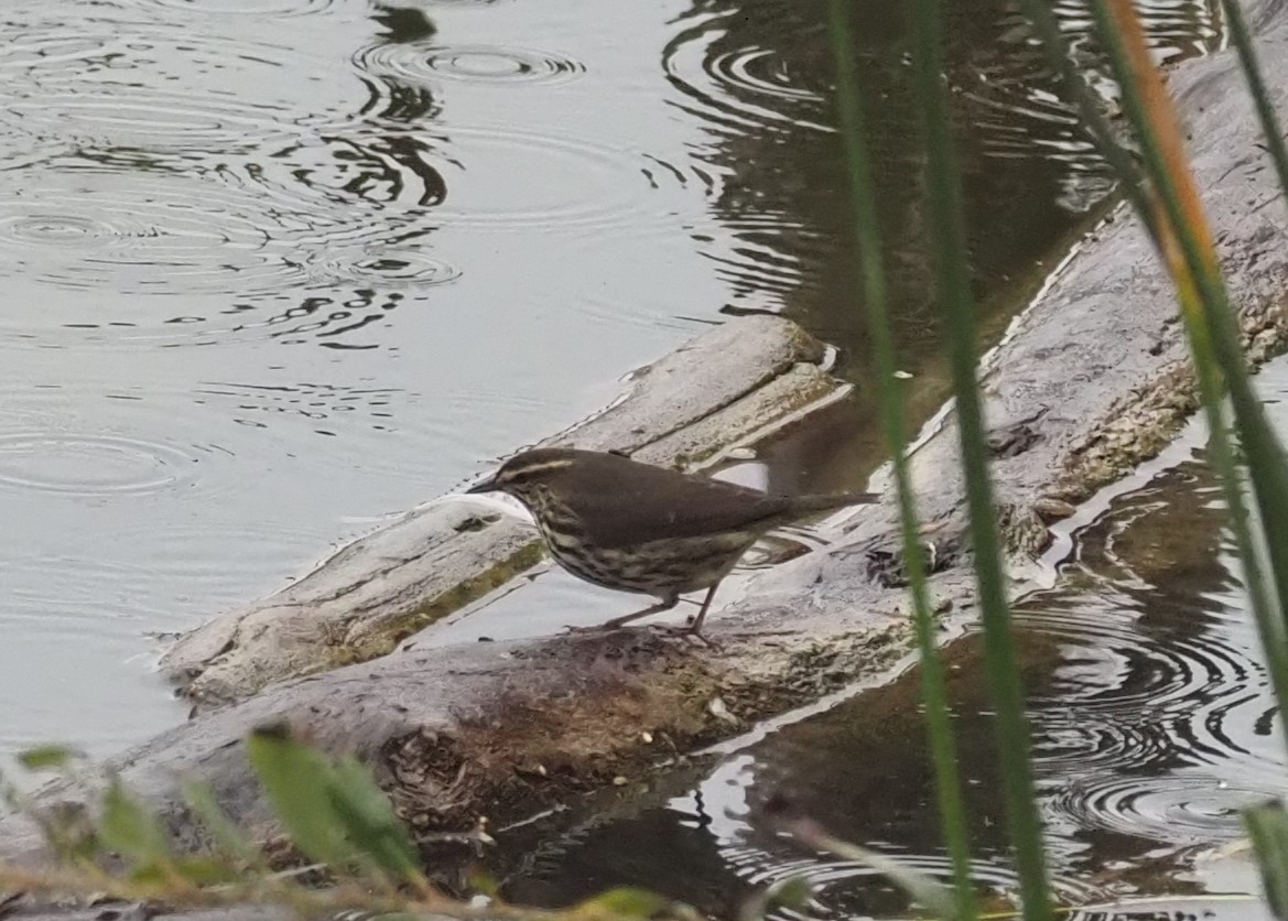 Northern Waterthrush - ML643463824