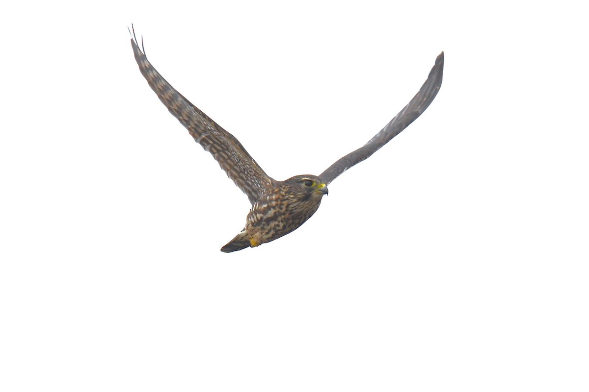 Merlin - ML643463828