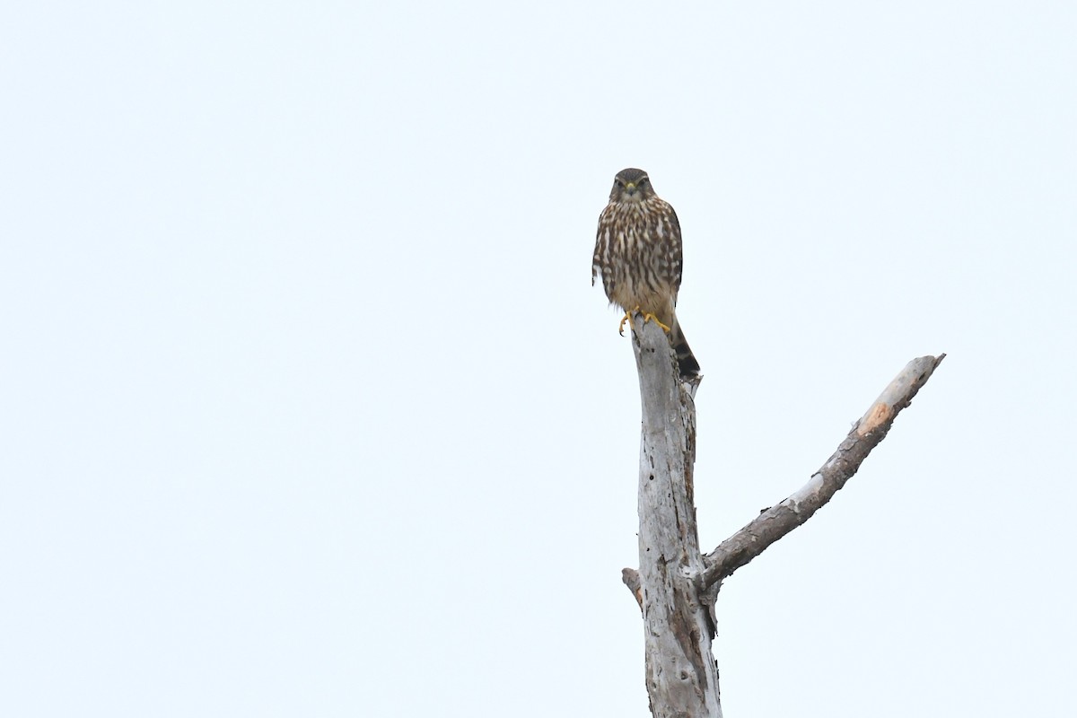 Merlin - ML643463829