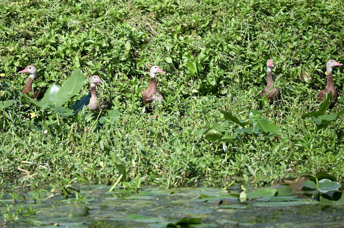 Black-bellied Whistling-Duck - ML643463830