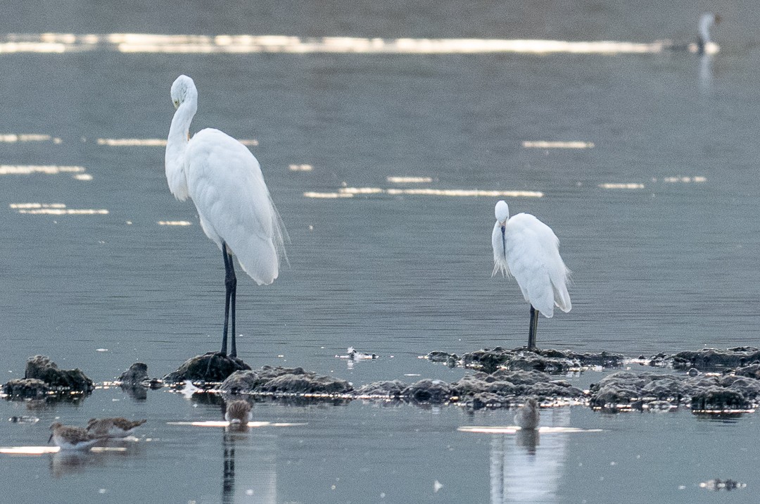 Great Egret (modesta) - ML643463832