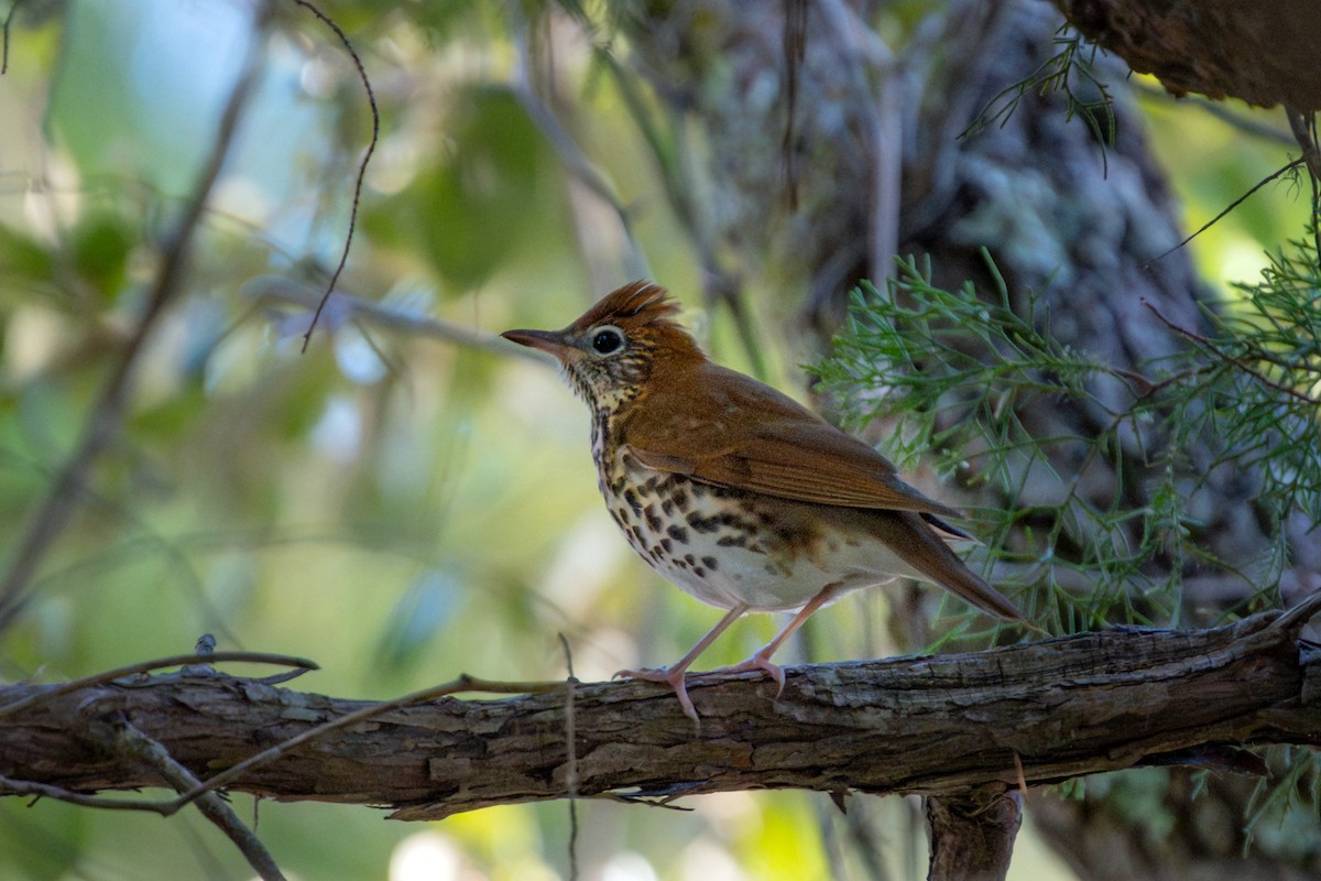 Wood Thrush - ML643463837
