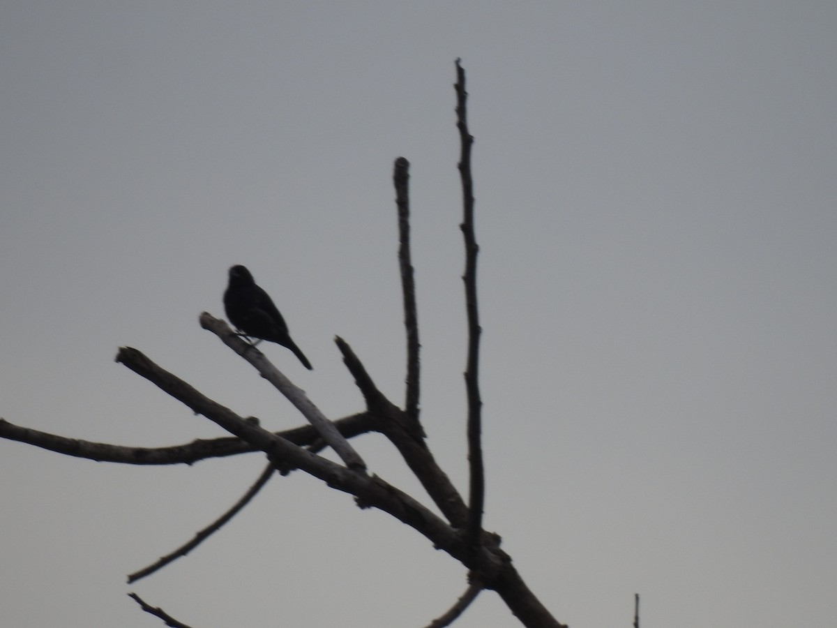 Blue-black Grassquit - ML643463839