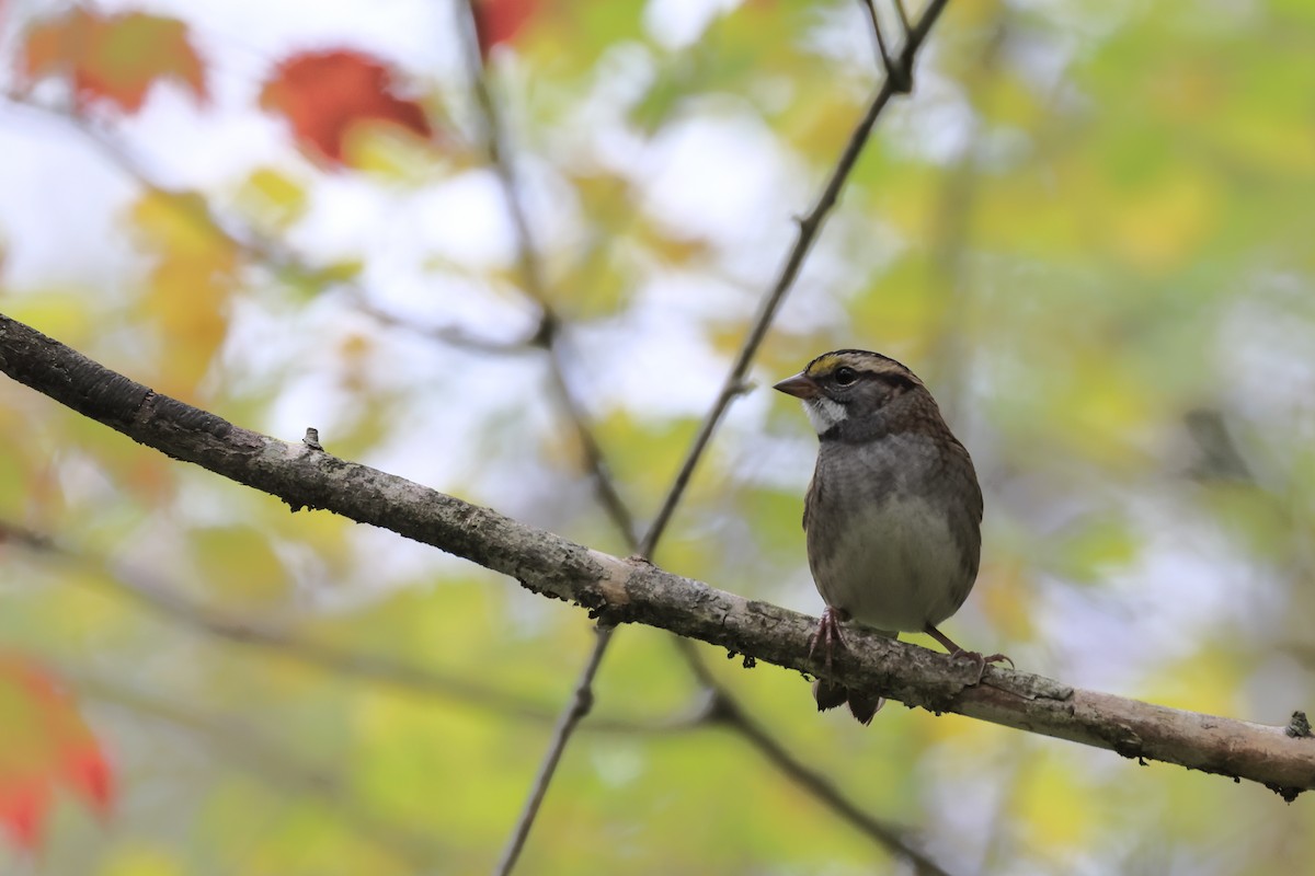White-throated Sparrow - ML643463841