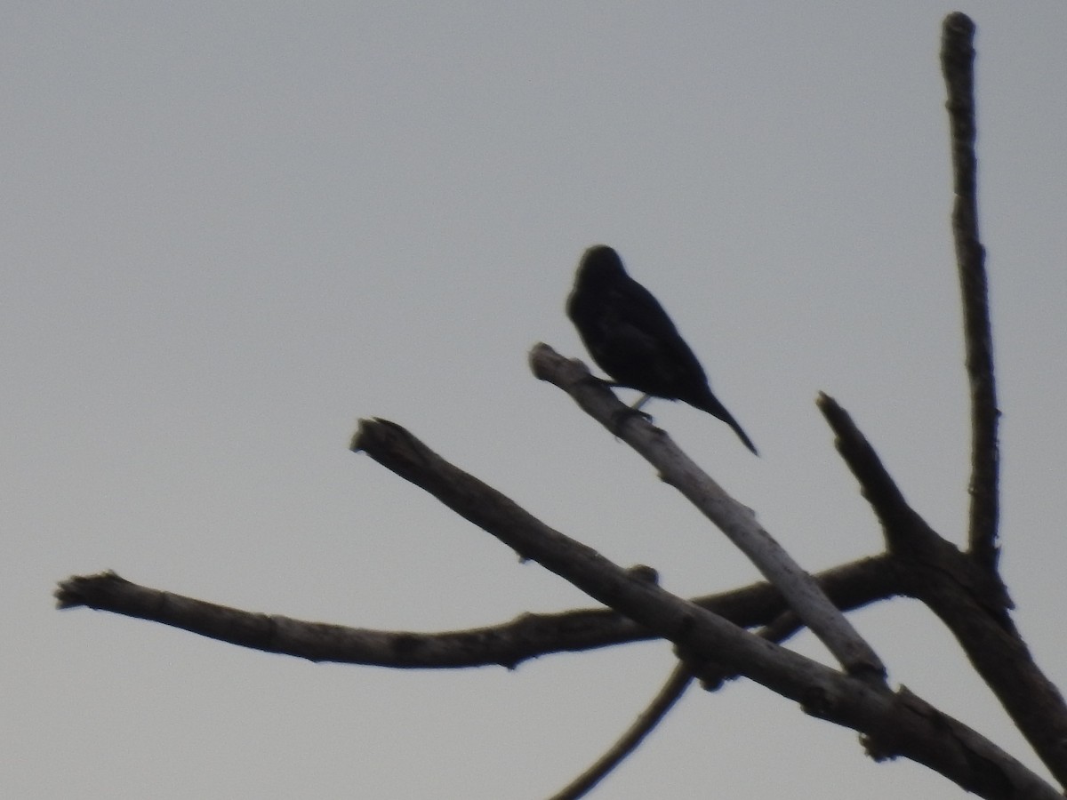 Blue-black Grassquit - ML643463842