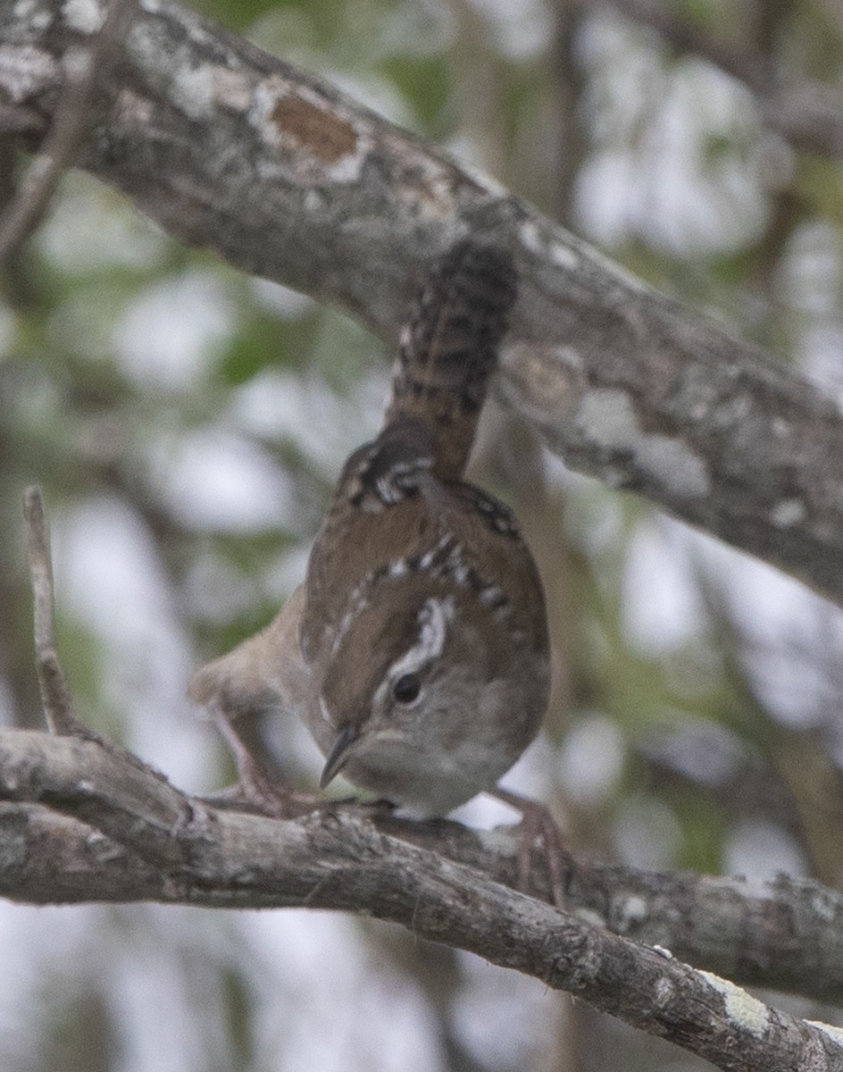 Marsh Wren - ML643463844