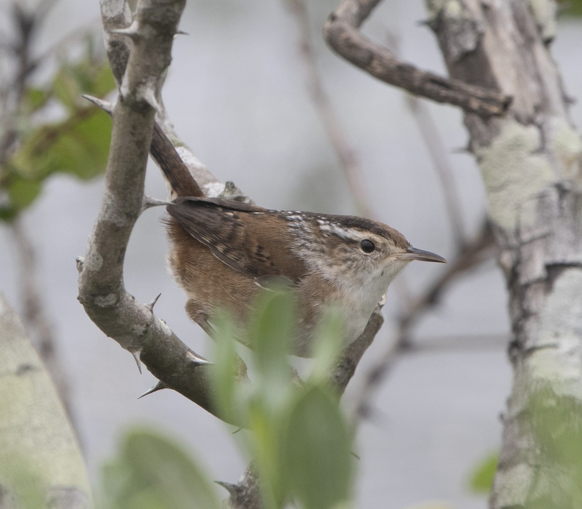Marsh Wren - ML643463846
