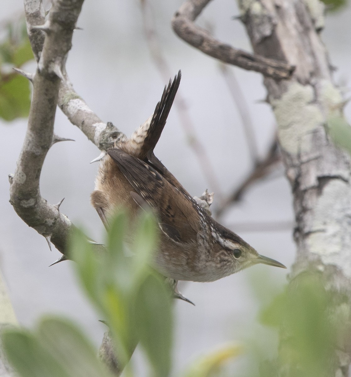 Marsh Wren - ML643463847