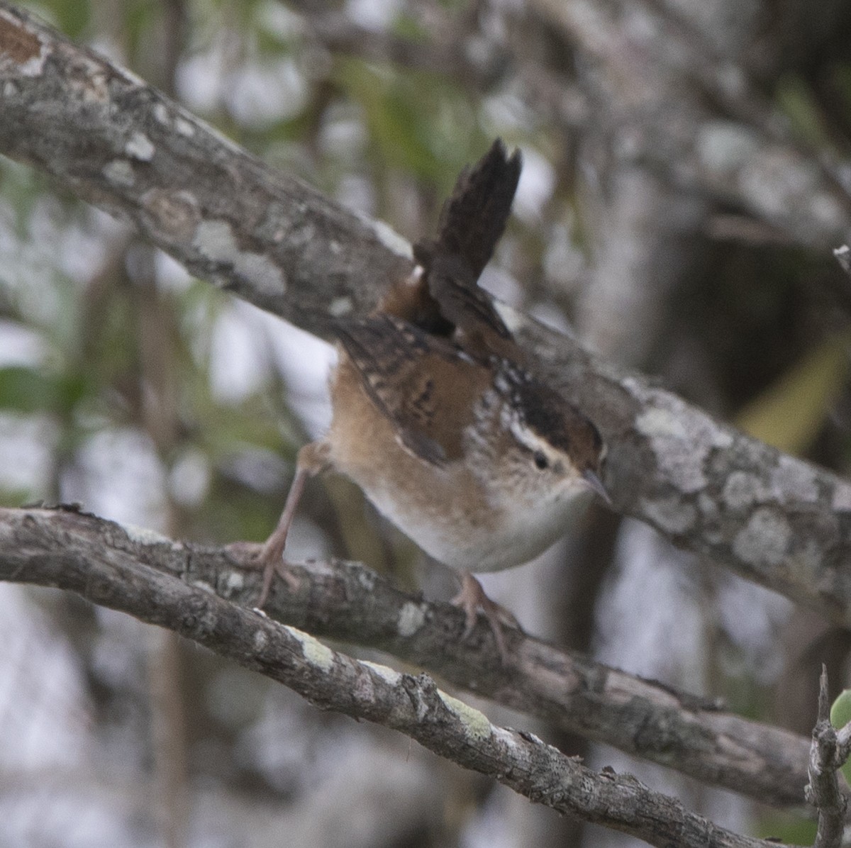 Marsh Wren - ML643463848