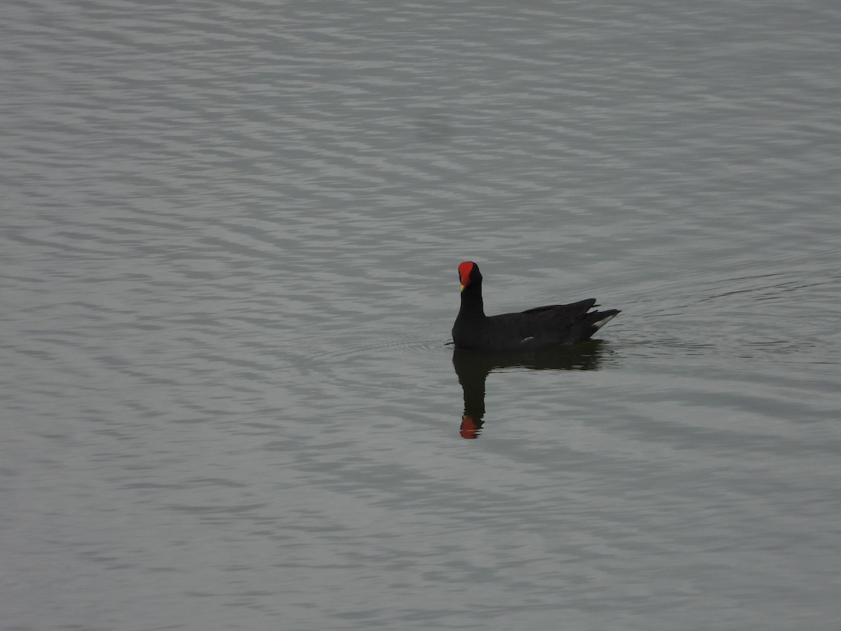 Common Gallinule - ML643463852