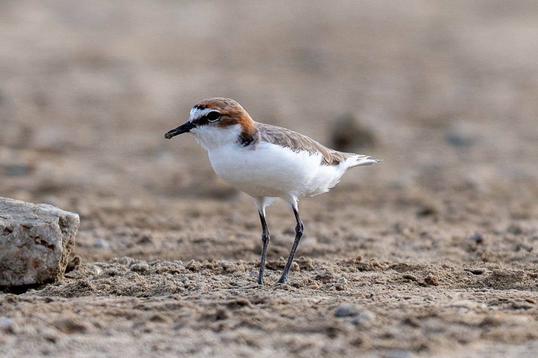 Red-capped Plover - ML643463854